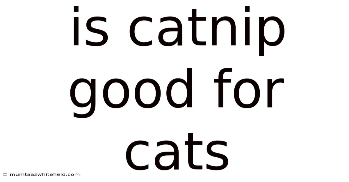 Is Catnip Good For Cats