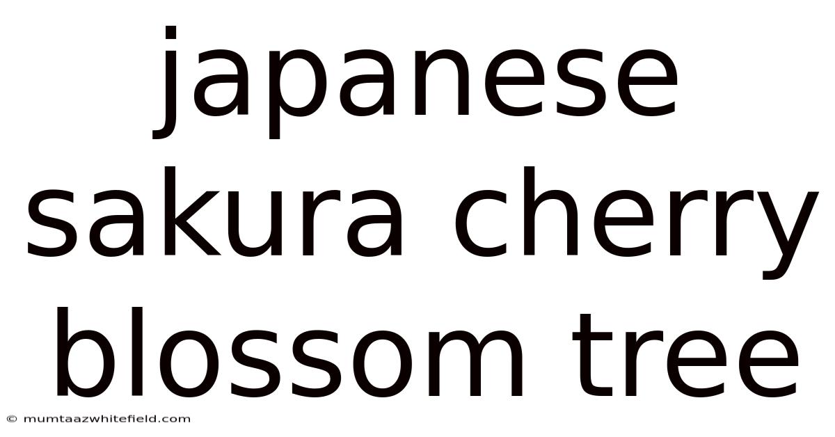 Japanese Sakura Cherry Blossom Tree