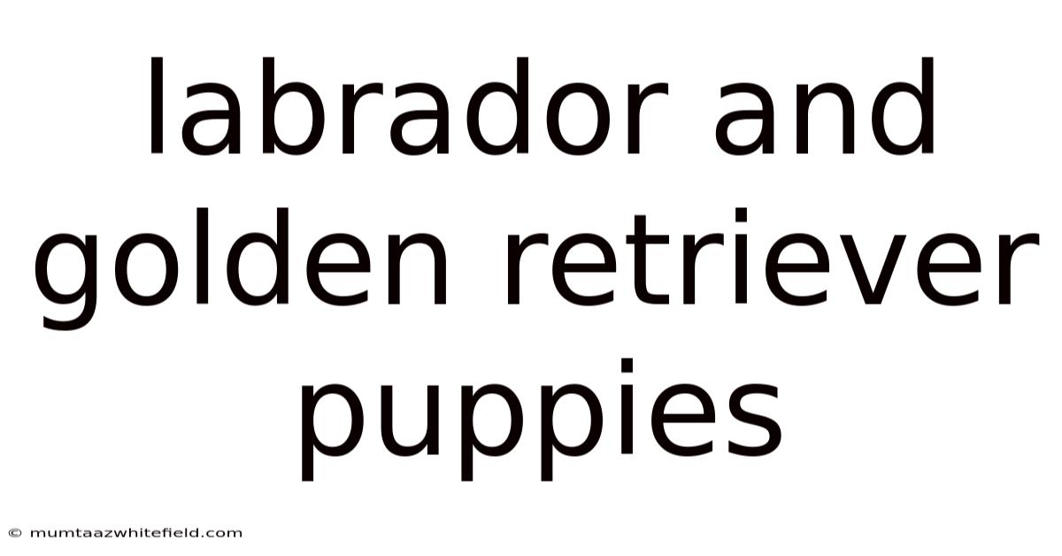 Labrador And Golden Retriever Puppies