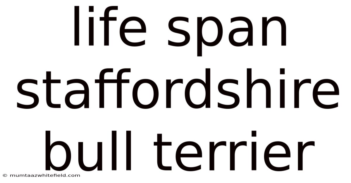 Life Span Staffordshire Bull Terrier