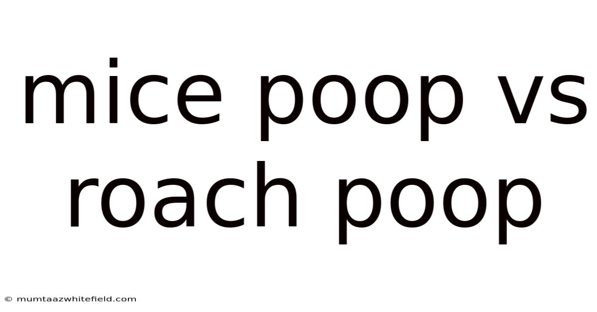 Mice Poop Vs Roach Poop