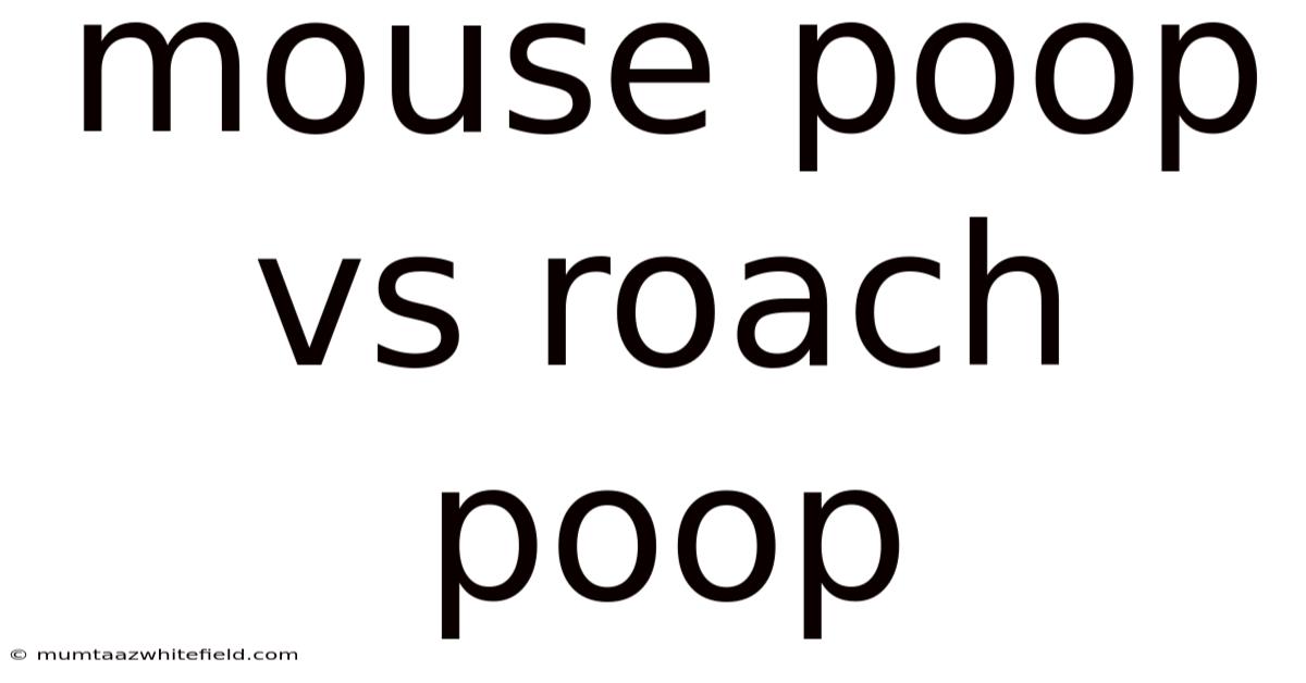 Mouse Poop Vs Roach Poop