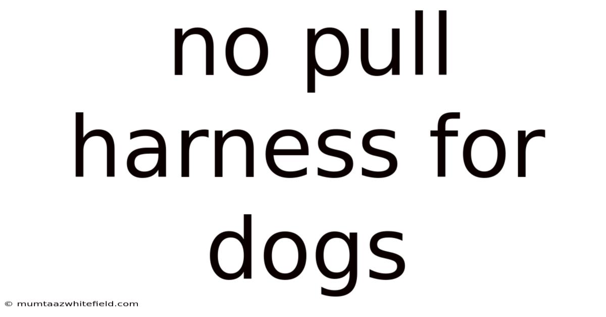 No Pull Harness For Dogs