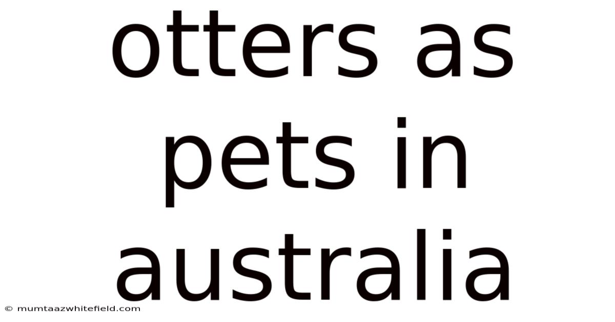 Otters As Pets In Australia
