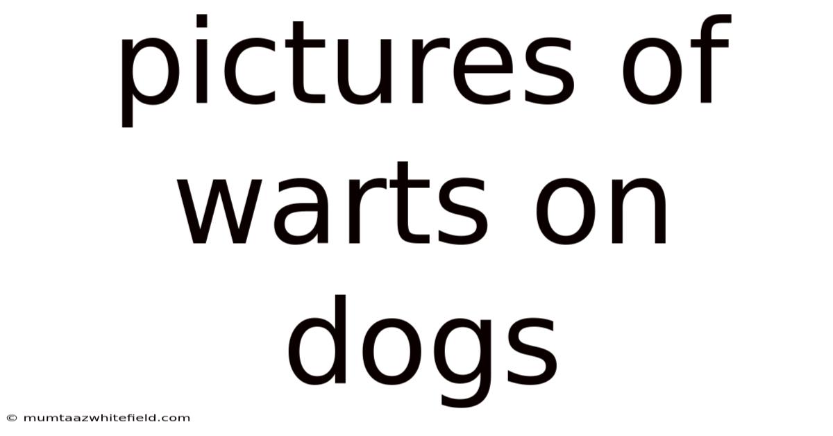 Pictures Of Warts On Dogs