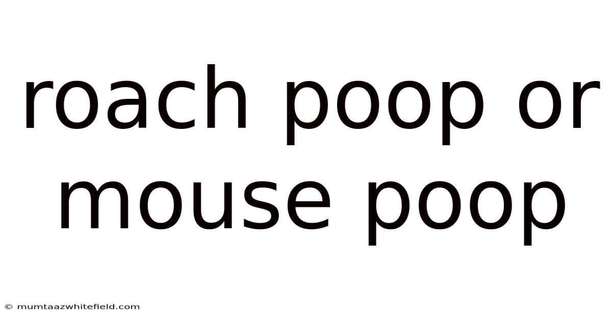 Roach Poop Or Mouse Poop