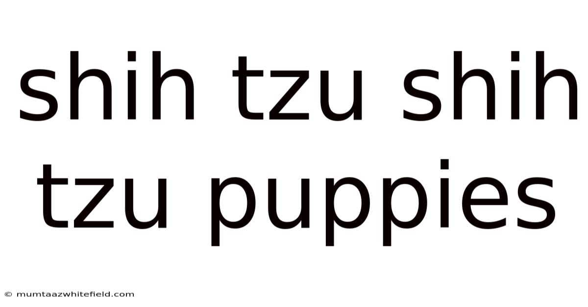 Shih Tzu Shih Tzu Puppies