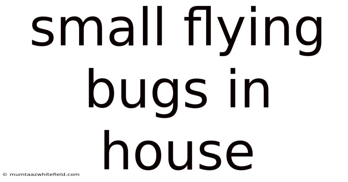 Small Flying Bugs In House
