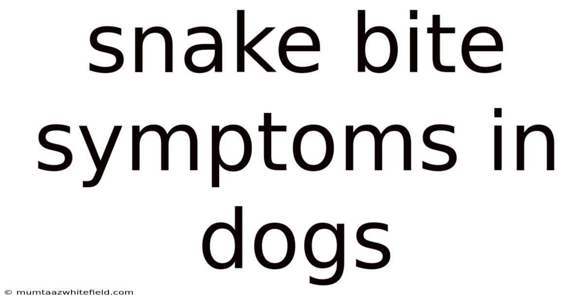 Snake Bite Symptoms In Dogs