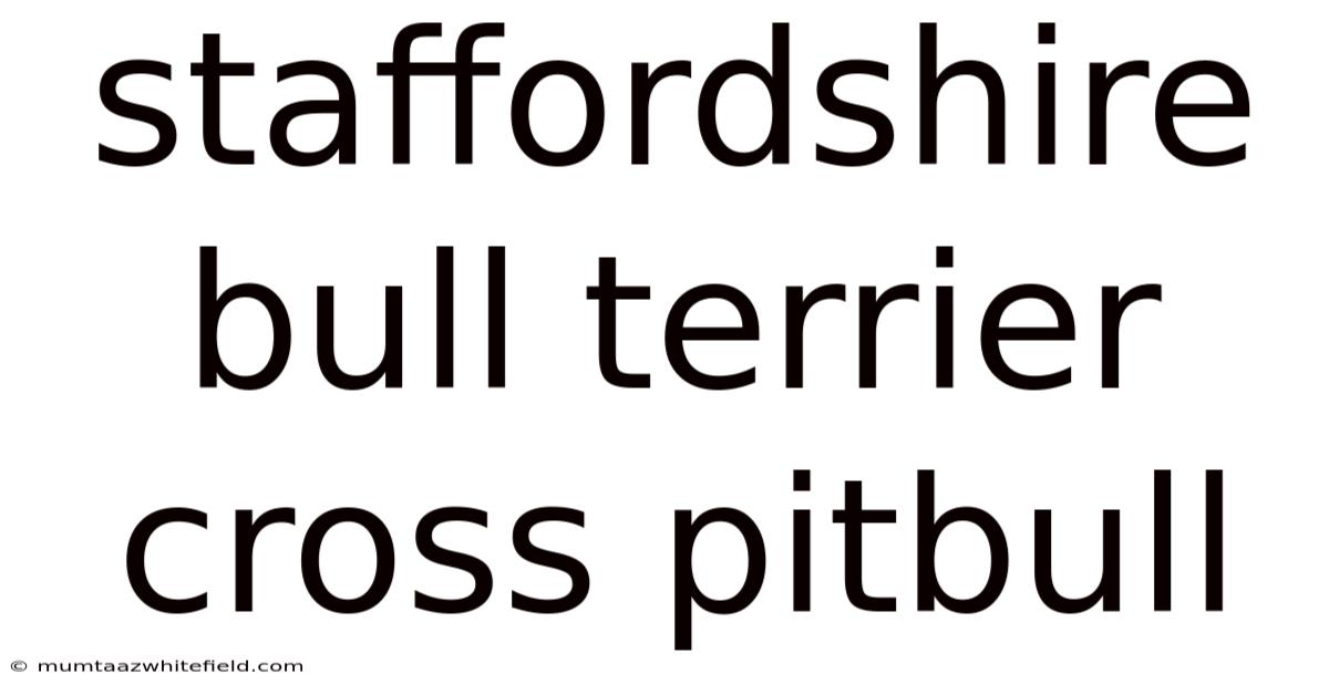 Staffordshire Bull Terrier Cross Pitbull