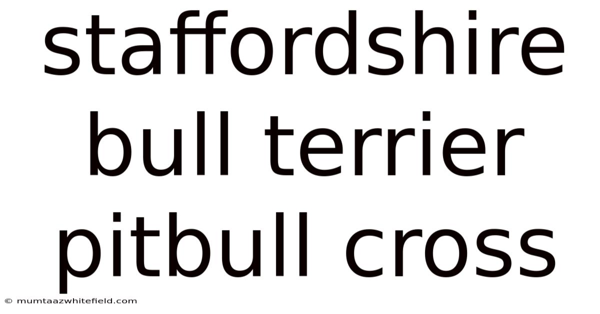 Staffordshire Bull Terrier Pitbull Cross