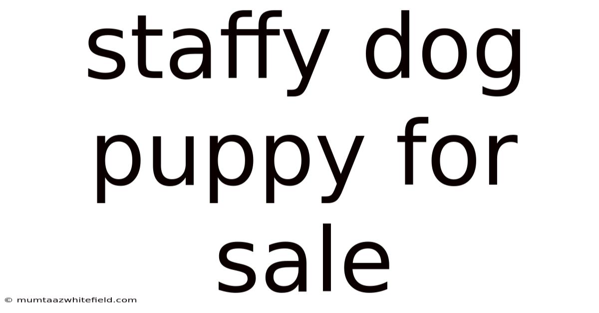 Staffy Dog Puppy For Sale