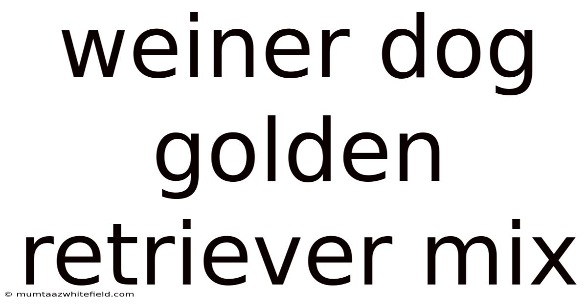Weiner Dog Golden Retriever Mix
