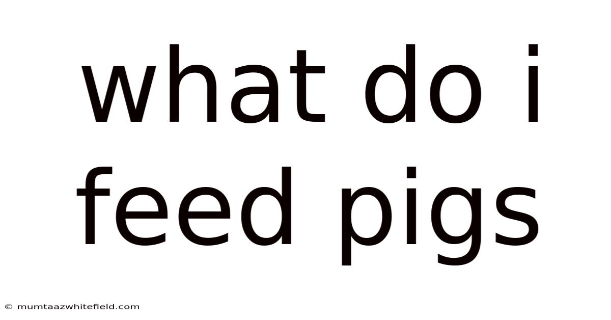 What Do I Feed Pigs