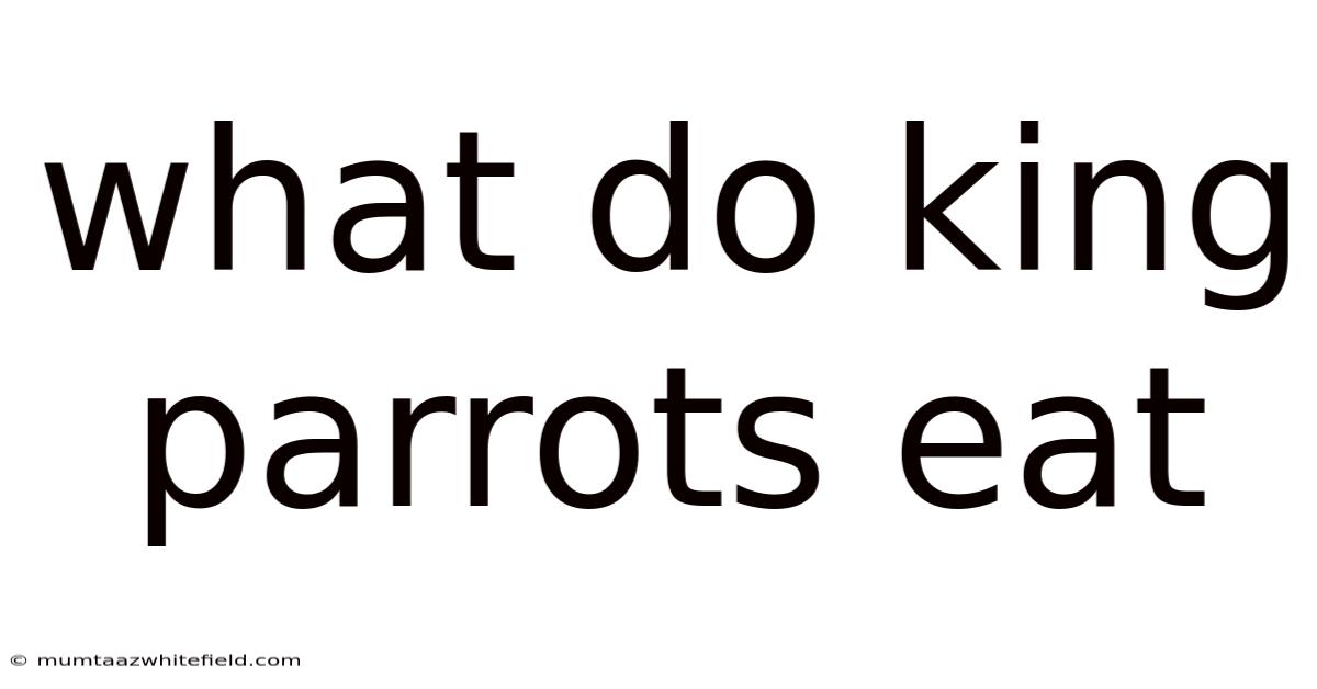 What Do King Parrots Eat