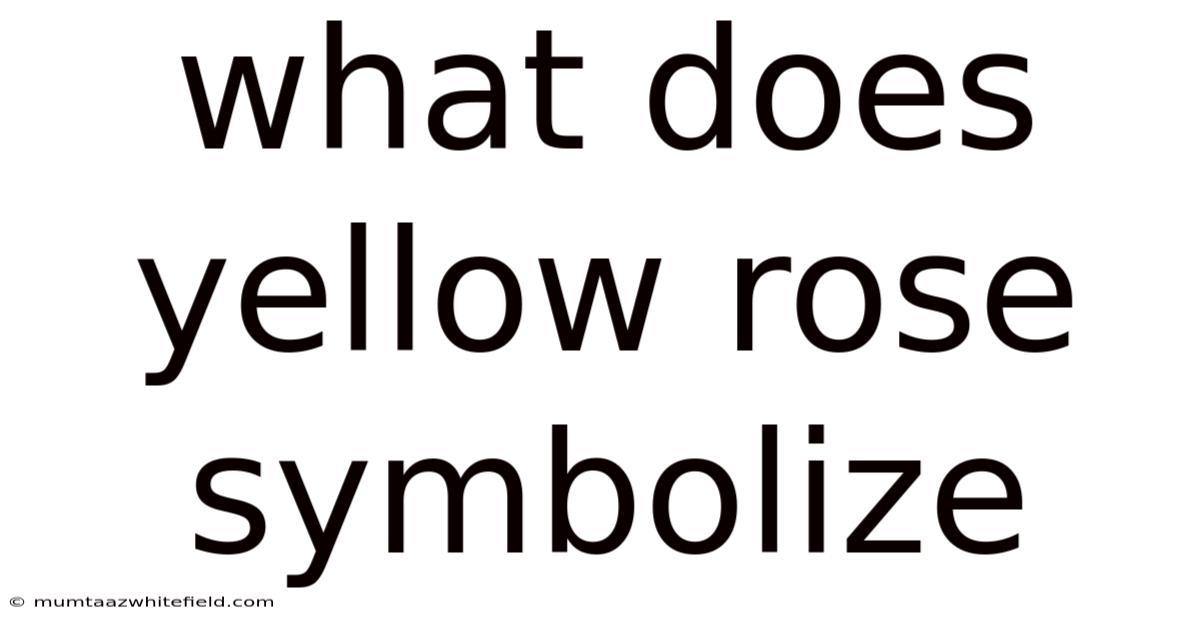 What Does Yellow Rose Symbolize