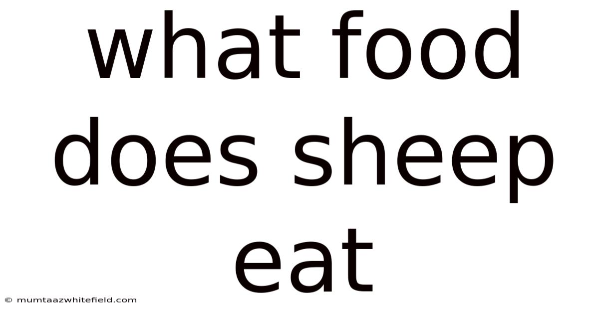 What Food Does Sheep Eat