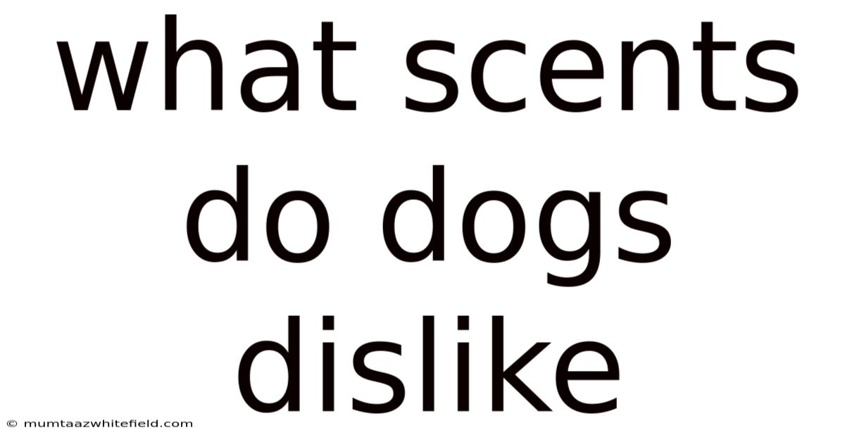 What Scents Do Dogs Dislike