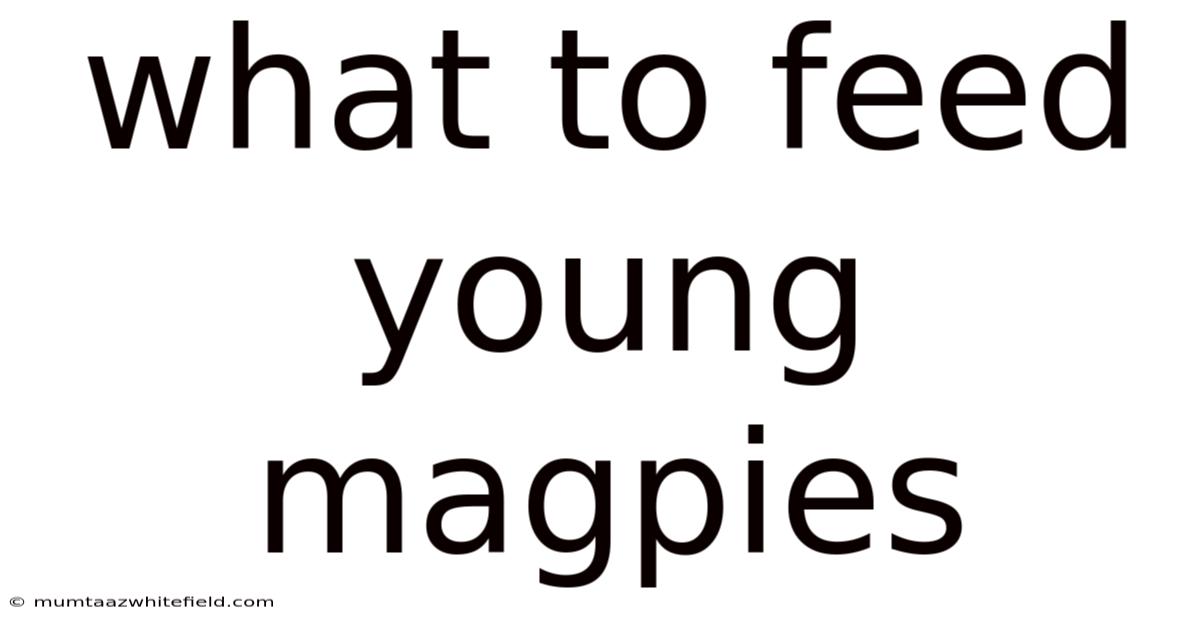 What To Feed Young Magpies