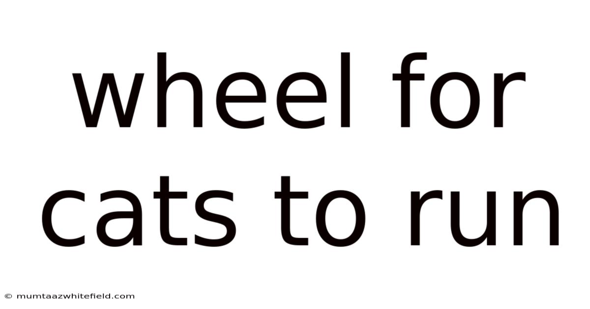 Wheel For Cats To Run