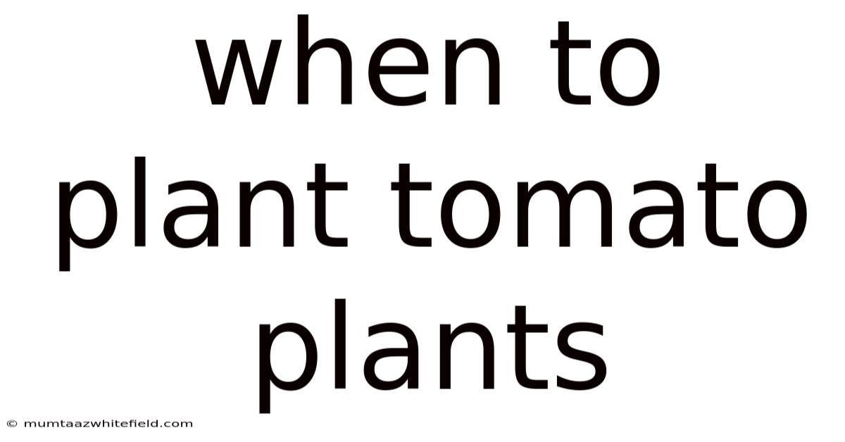 When To Plant Tomato Plants