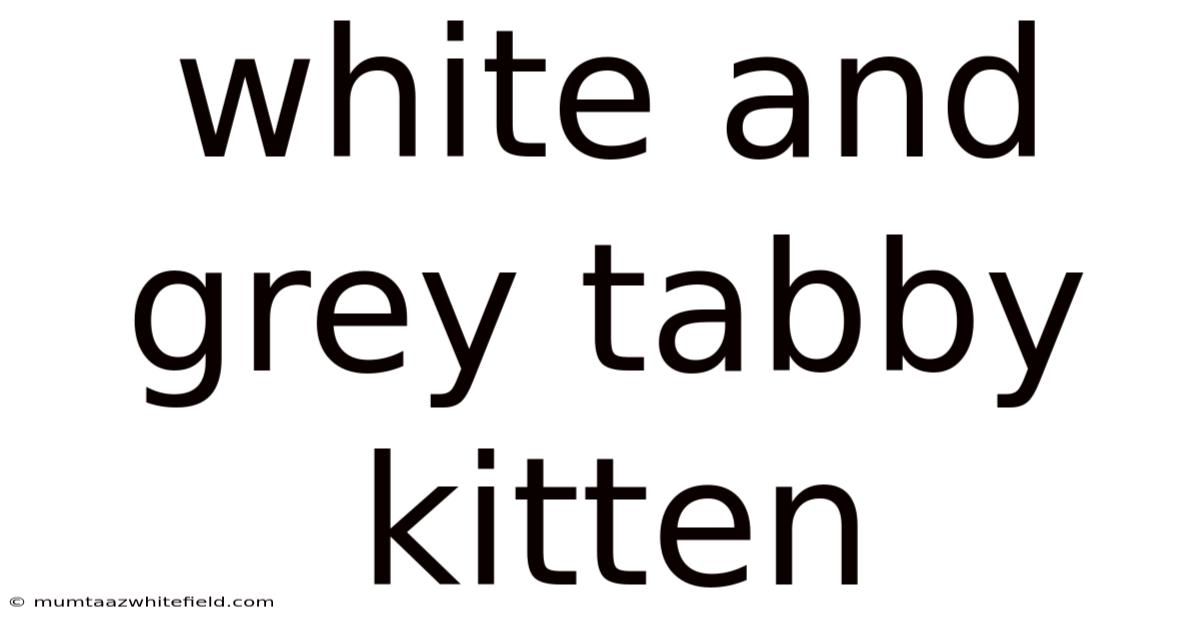 White And Grey Tabby Kitten
