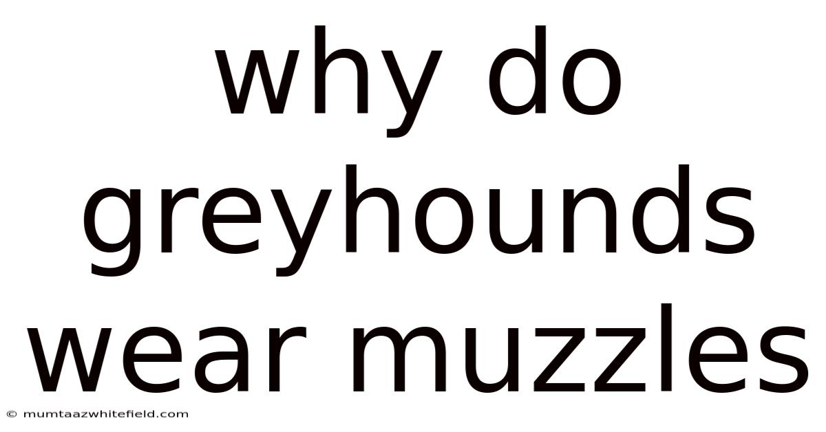 Why Do Greyhounds Wear Muzzles