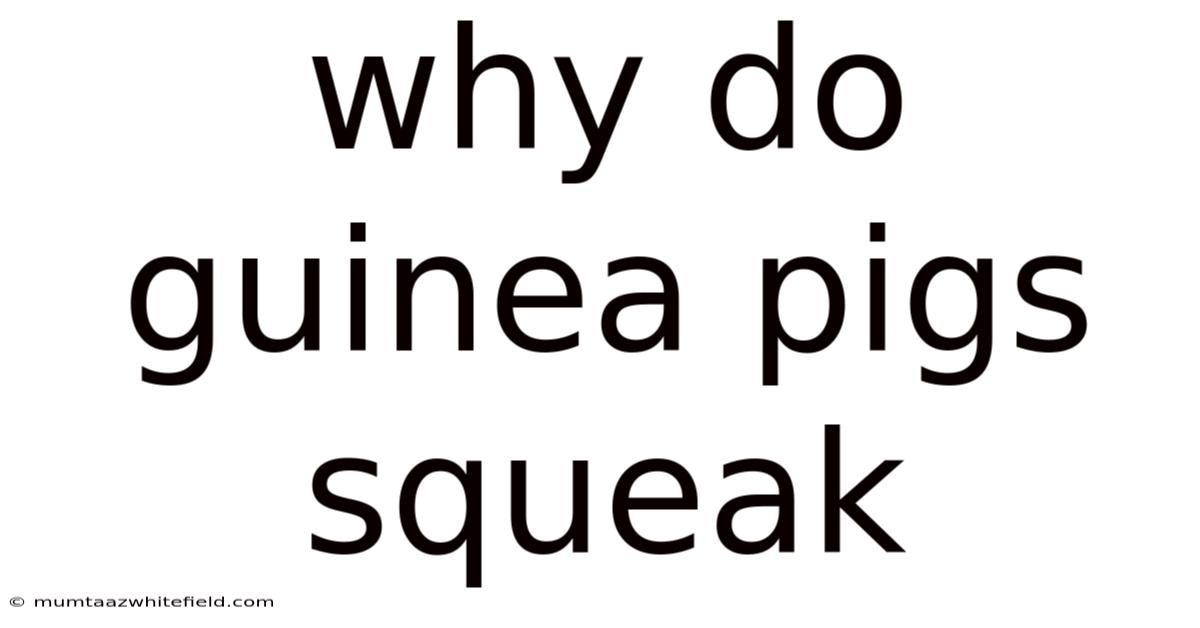 Why Do Guinea Pigs Squeak