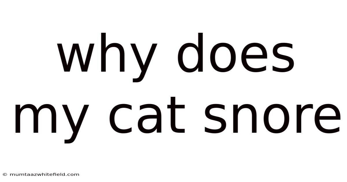 Why Does My Cat Snore