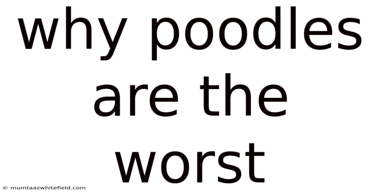 Why Poodles Are The Worst