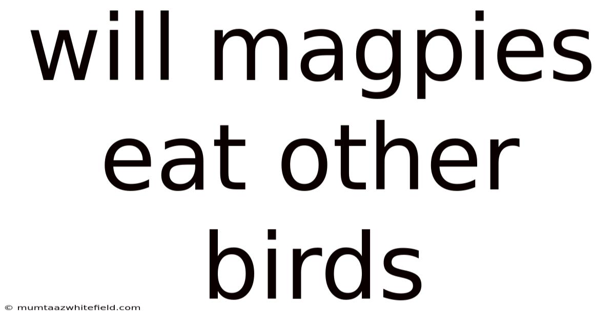 Will Magpies Eat Other Birds