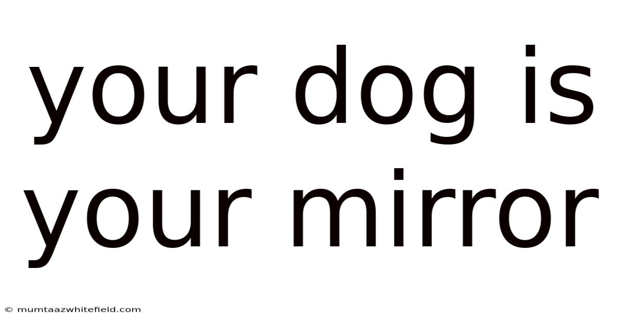 Your Dog Is Your Mirror